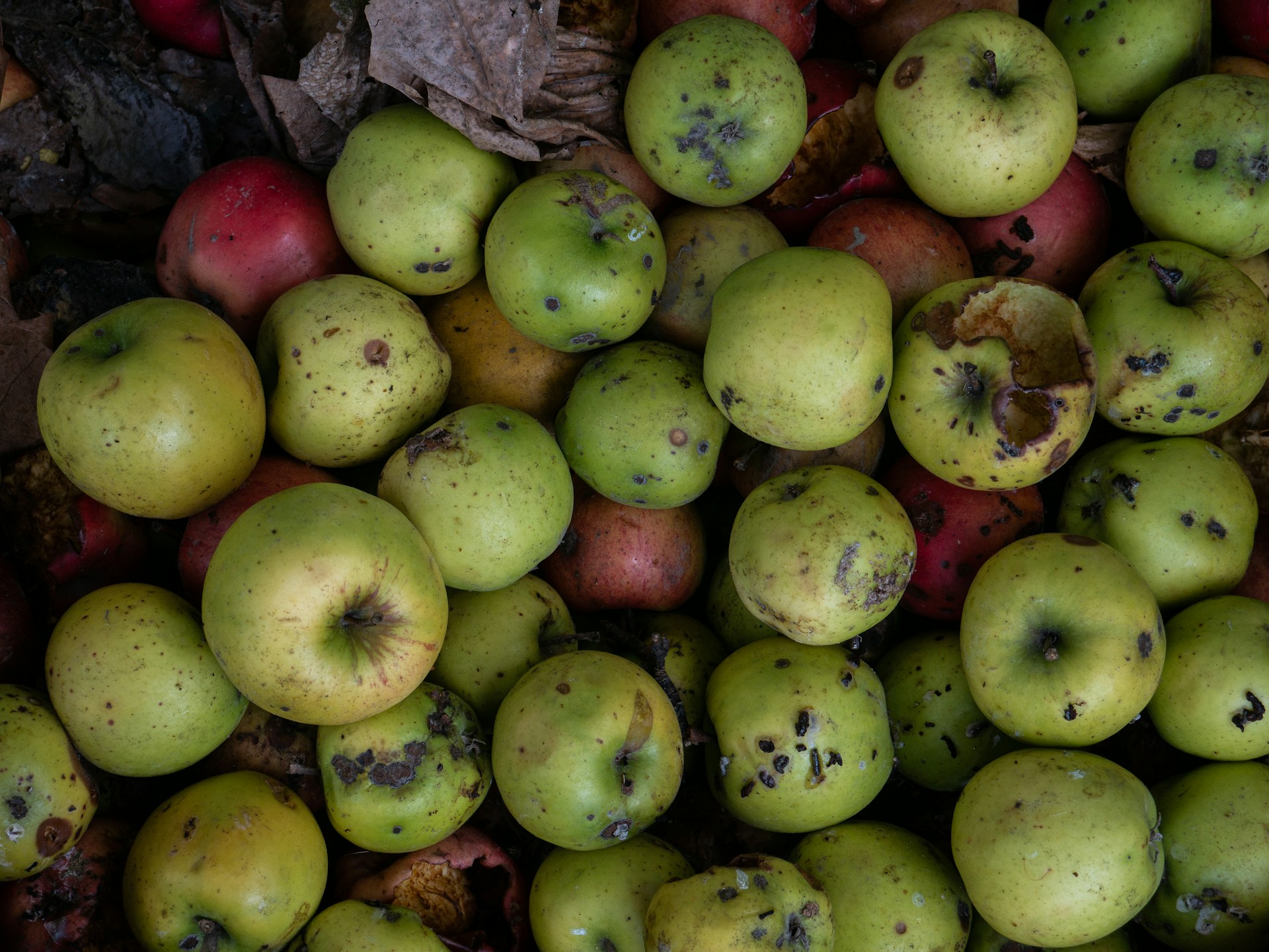How to know when apples have gone bad